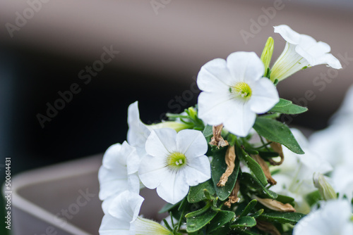 Beautiful white flowers plants Petunia.