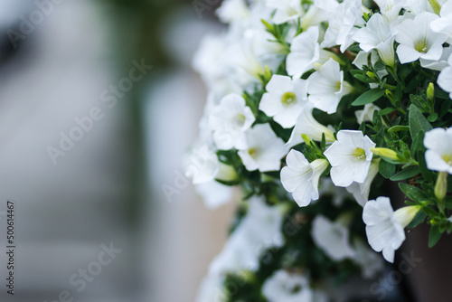 Beautiful white flowers plants Petunia.