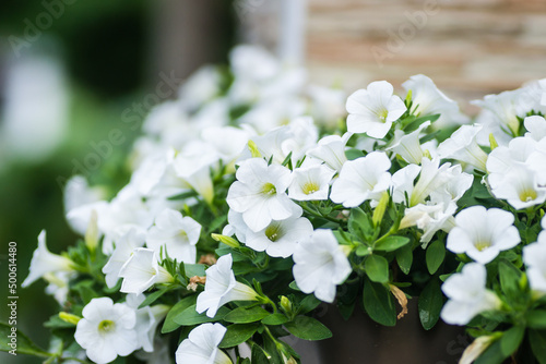 Beautiful white flowers plants Petunia.