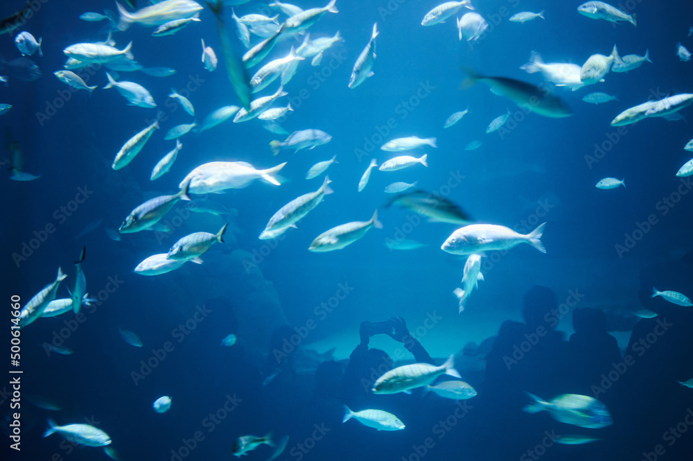 Fototapeta premium Many fishes on blue water