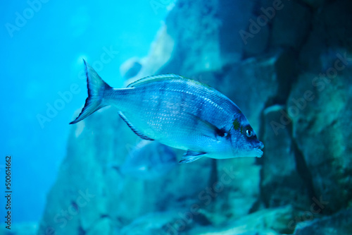 One fish in blue water