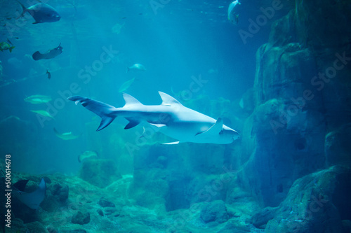 Shark swim in big aquarium