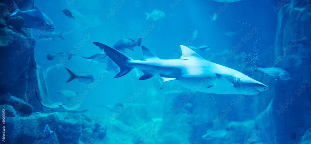 Obraz premium Big shark swim in coral reef background