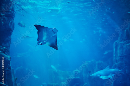 Stingray swim in deep blue water