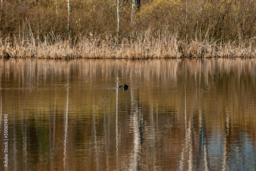 Swans on a forest lake on a spring morning in Samarskaya Luka National Park!