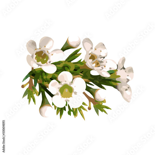 Chamelaucium, white flowers. Vector illustration isolated on white background.