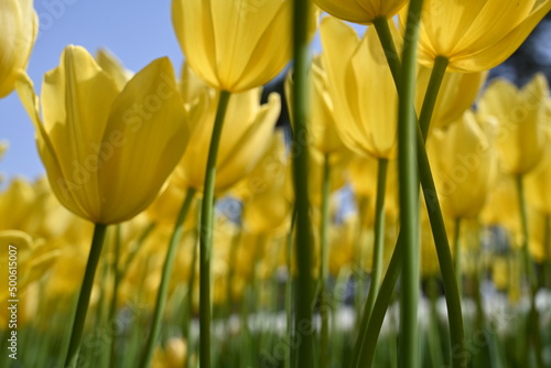 Colorful tulips in the garden