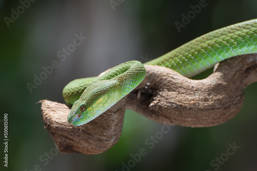 White-lipped island pit vipers coiled around a tree branch