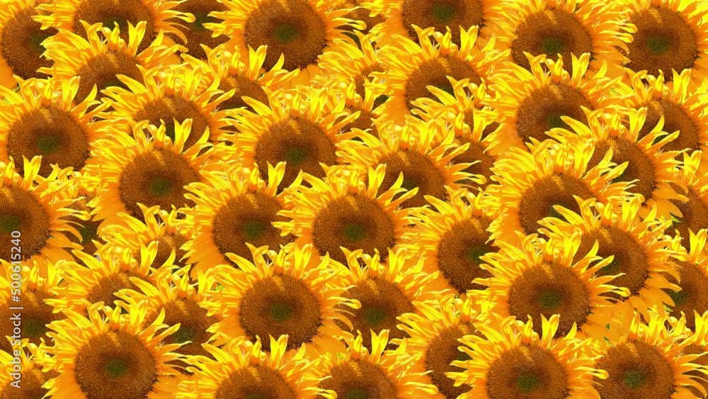 Sunflowers Field Collage with moving Yellow Flower Heads in Wind. Bright Orange Plants as Agriculture Field. Organic Plants with Natural Background Sunflowers Field Collage with moving Yellow Flower Heads in Wind. Bright Orange Plants as Agriculture Field. Organic Plants with Natural Background