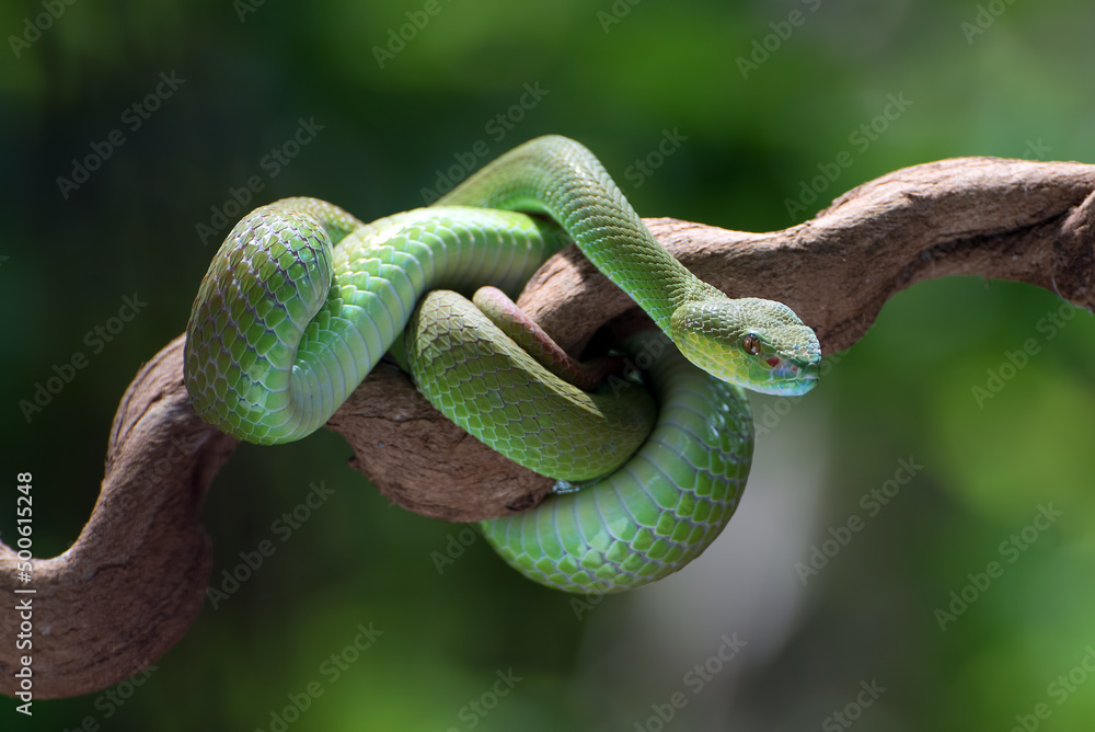 Obraz premium White-lipped island pit vipers coiled around a tree branch