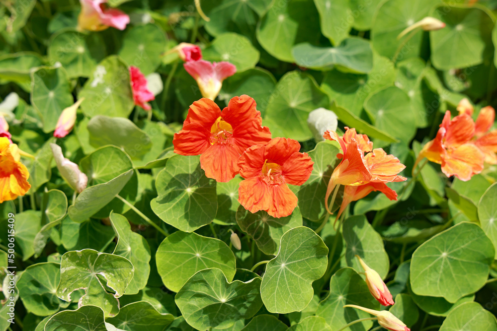 Obraz premium Colorful nasturtium flowers in a home vegetable garden, which are edible, with a peppery flavor.