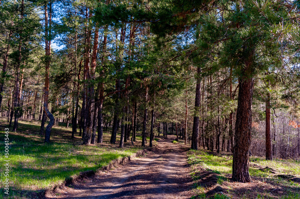 Obraz premium Morning forest in Samrskaya Luka National Park!