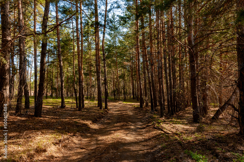 Morning forest in Samrskaya Luka National Park!