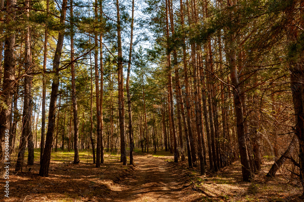 Morning forest in Samrskaya Luka National Park! Morning forest in Samrskaya Luka National Park!