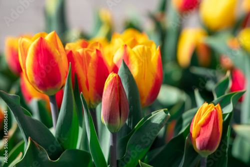 Field of red tulip flowers.