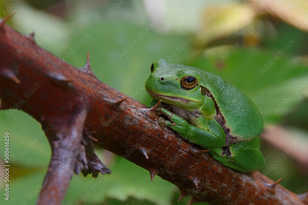 European Tree Frog (Hyla arborea) yawning on a Bramble (Rubus sp.) bush in the forest in Noord Brabant in the Netherlands European Tree Frog (Hyla arborea) yawning on a Bramble (Rubus sp.) bush in the forest in Noord Brabant in the Netherlands
