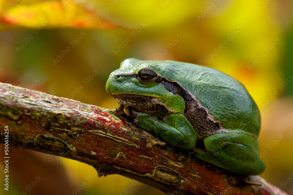 European Tree Frog (Hyla arborea) yawning on a Bramble (Rubus sp.) bush in the forest in Noord Brabant in the Netherlands European Tree Frog (Hyla arborea) yawning on a Bramble (Rubus sp.) bush in the forest in Noord Brabant in the Netherlands
