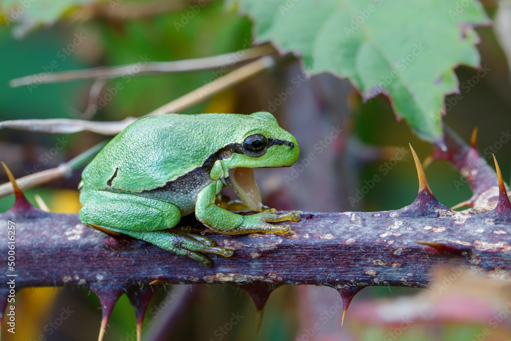 Obraz premium European Tree Frog (Hyla arborea) yawning on a Bramble (Rubus sp.) bush in the forest in Noord Brabant in the Netherlands