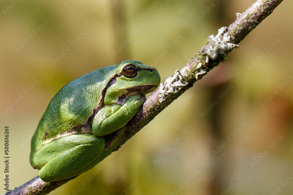 European Tree Frog (Hyla arborea) yawning on a Bramble (Rubus sp.) bush in the forest in Noord Brabant in the Netherlands European Tree Frog (Hyla arborea) yawning on a Bramble (Rubus sp.) bush in the forest in Noord Brabant in the Netherlands