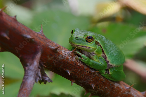 European Tree Frog (Hyla arborea) yawning on a Bramble (Rubus sp.) bush in the forest in Noord Brabant in the Netherlands