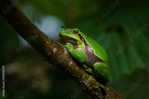 European Tree Frog (Hyla arborea) with a fly on his nose sitting on a Bramble (Rubus sp.) in the forest in Noord Brabant in the Netherlands