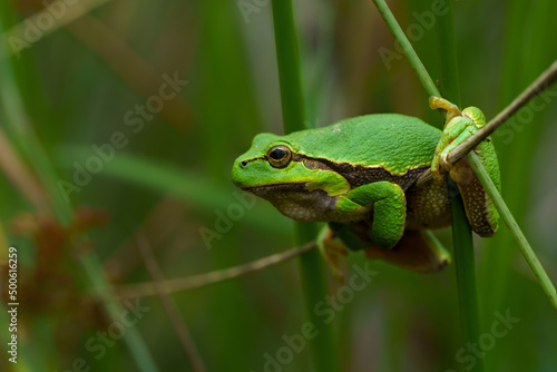 European Tree Frog (Hyla arborea) climbing up in the grass in the forest in Noord Brabant in the Netherlands