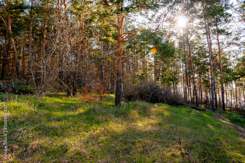 Obraz premium Morning forest in Samrskaya Luka National Park!