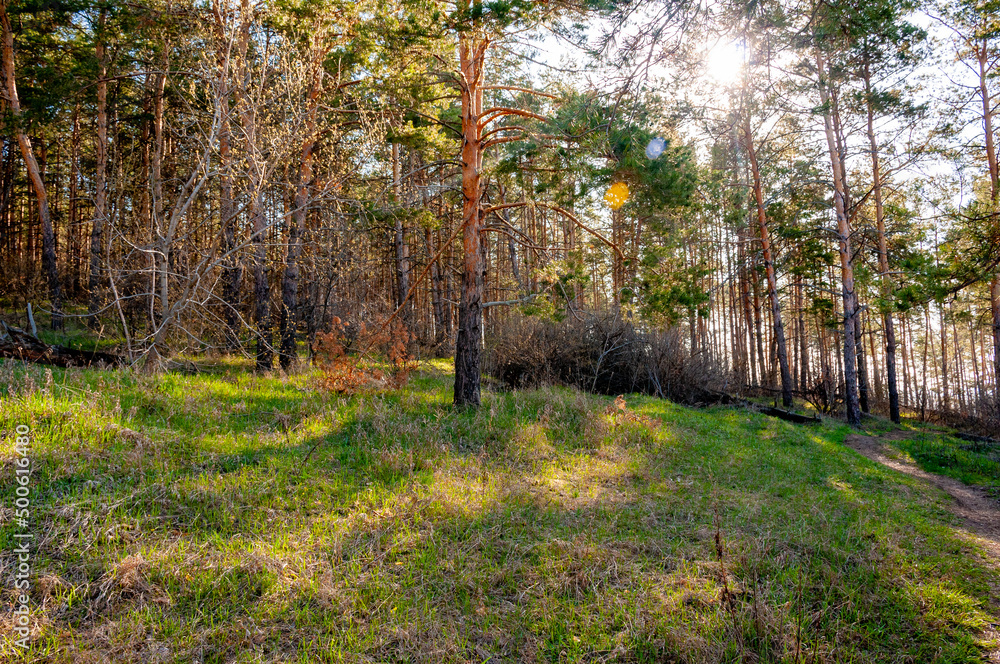 Obraz premium Morning forest in Samrskaya Luka National Park!