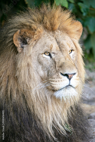 close up of a male lion (Panthera leo)