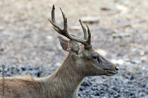 Portrait of a male sambar deer