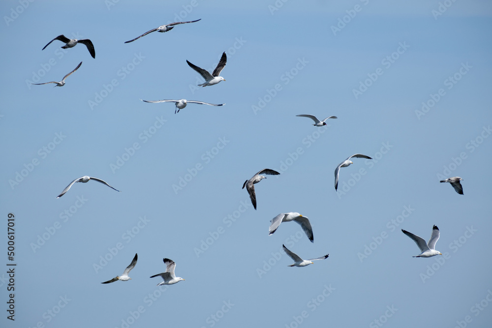 Meeuwen - Seagulls
