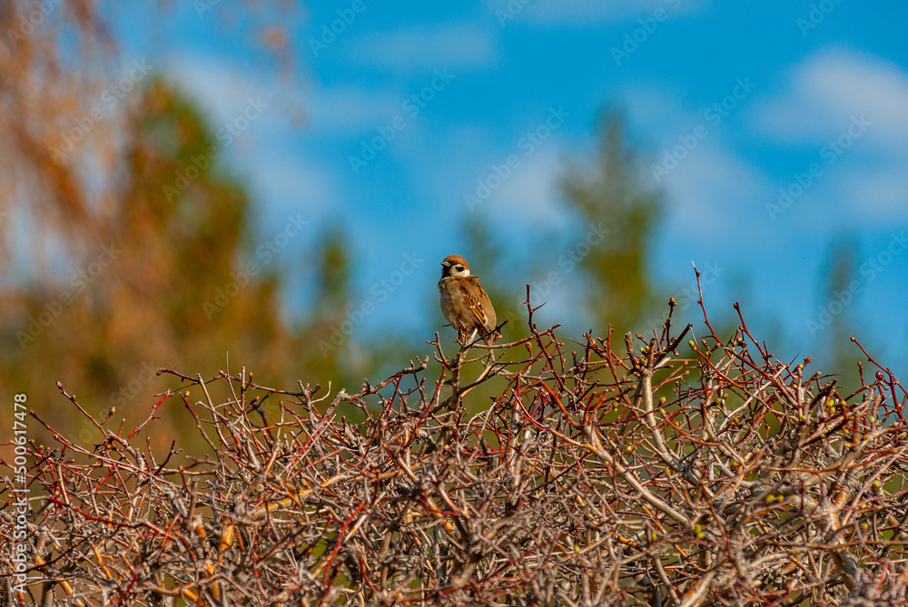 Obraz premium Sparrows in the Samarskaya Luka National Park!
