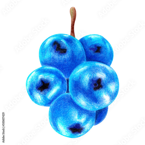 blueberries on a branch