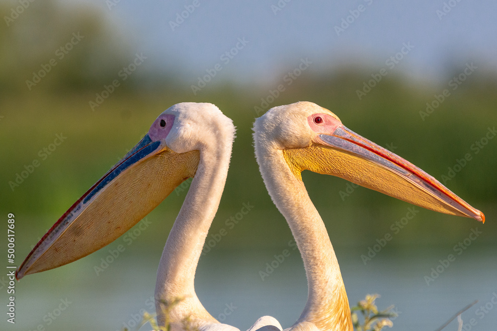 Portret dwóch pelikanów różowych łac. Pelecanus onocrotalus z zieloną rośłinnością i niebem w tle. Fotografia z Delta Dunaju Rumunia. Portret dwóch pelikanów różowych łac. Pelecanus onocrotalus z zieloną rośłinnością i niebem w tle. Fotografia z Delta Dunaju Rumunia.