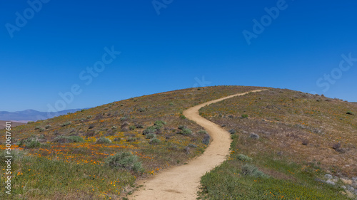 Winding parth to top of the hill in Antelope valley surrounded with poppy fields . photo