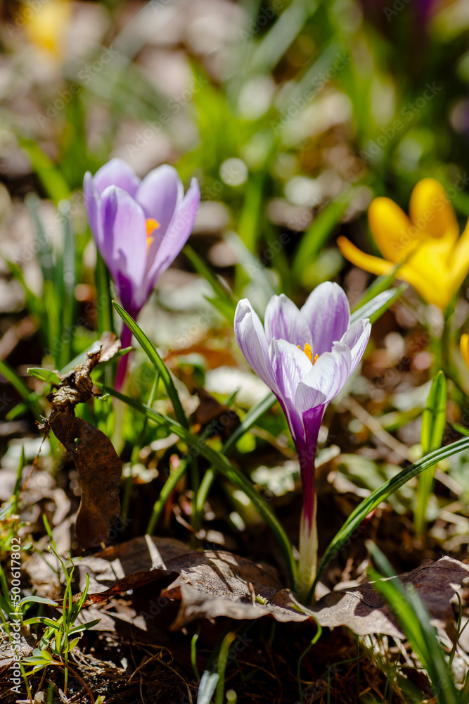 Beautiful flowers of crocuses. Crocuses is springtime early-flowering bulbs in spring garden Beautiful flowers of crocuses. Crocuses is springtime early-flowering bulbs in spring garden