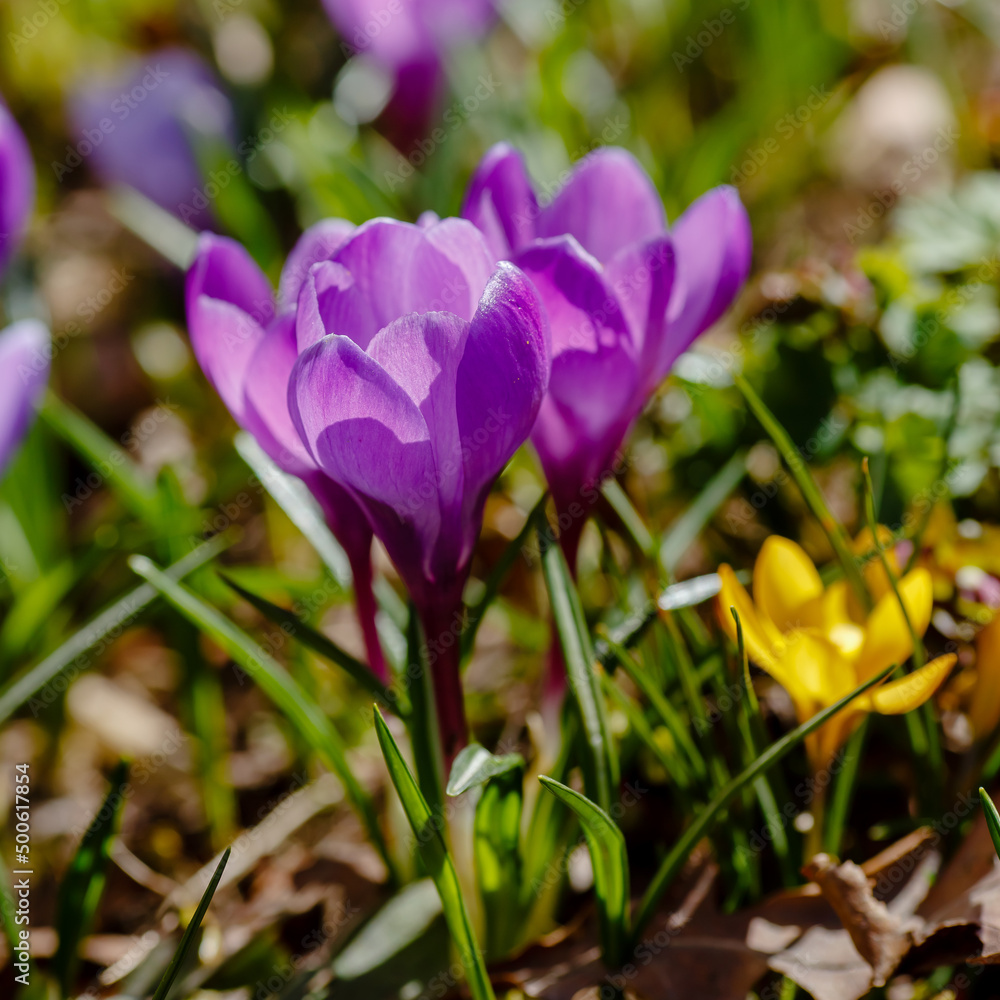 Beautiful flowers of crocuses. Crocuses is springtime early-flowering bulbs in spring garden Beautiful flowers of crocuses. Crocuses is springtime early-flowering bulbs in spring garden