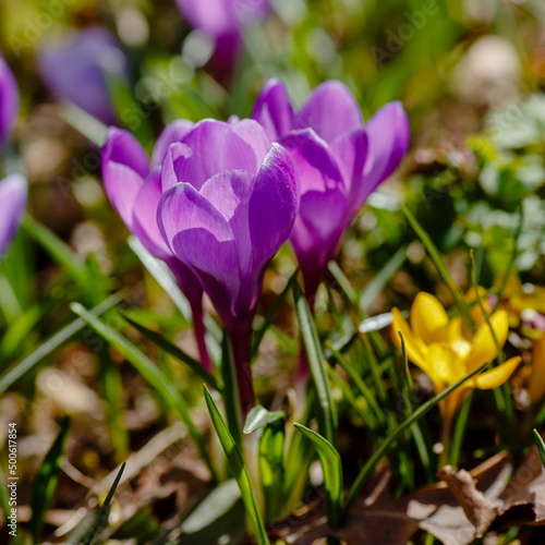 Beautiful flowers of crocuses. Crocuses is springtime early-flowering bulbs in spring garden