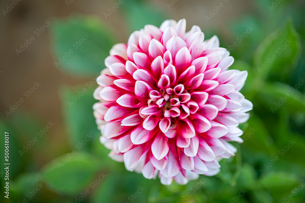 Close up of pink dahlia flower details for background Close up of pink dahlia flower details for background