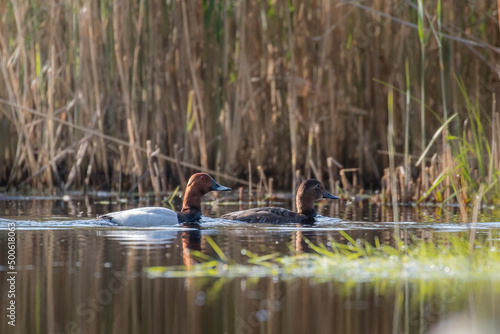 The common pochard, Aythya ferina, floats on the water in its natural habitat, a beautiful water bird swims calmly on the water, a high-pressure water bird, a bird under protection