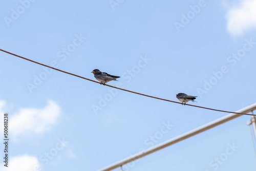 swallow standing on a power line,