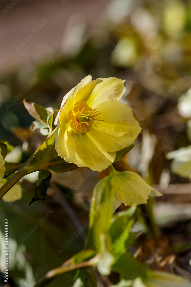 Fototapeta premium Helleborus orientalis flowered green blossoms in the garden in spring