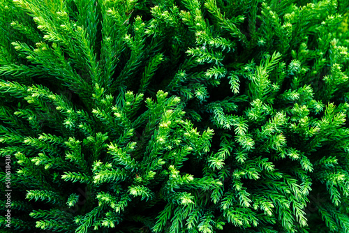 fir branches in detail