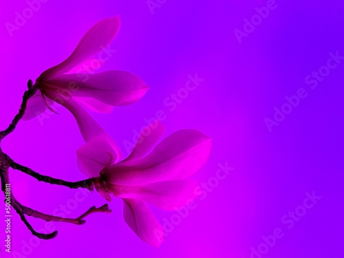 Delicate pink magnolia flowers on blue background.