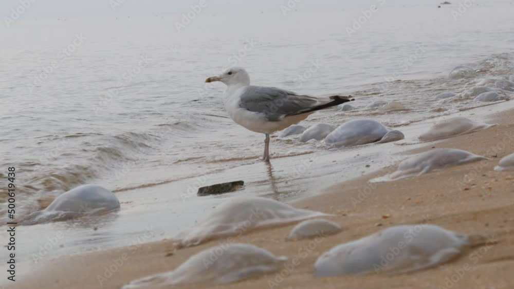 Great seagull on the shores of the Sea of Azov, Ukraine around huge jellyfish