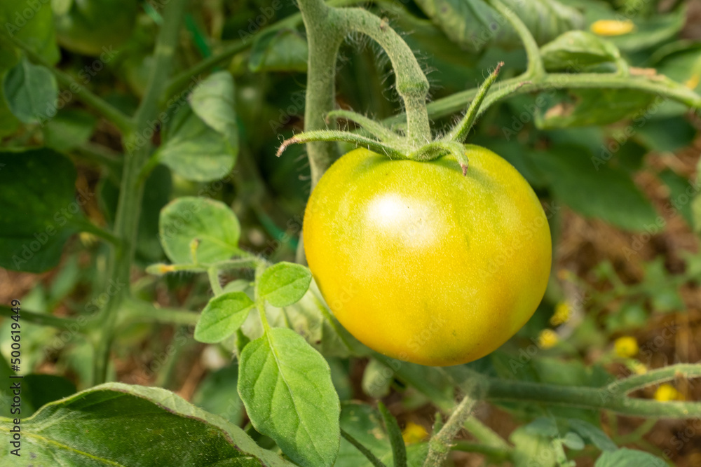 Ripening yellow young tomato on the branch, close-up. Horizontal composition with tomato bush and ripening tomato for publication, poster, screensaver, wallpaper, postcard, banner, cover