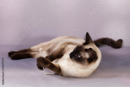 A domestic Siamese cat plays with a favorite toy - a stick made of paper. Delicate lilac pastel blurred background, close-up