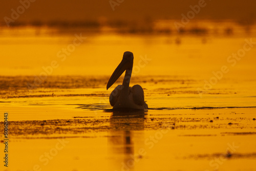 Pelikan różowy łac. Pelecanus onocrotalus pływający w wodzie o świetle wschodzącego słońca. Fotografia Delta Dunaju Rumunia.