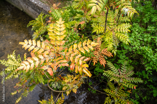Beautiful green and yellow fern over a stream 