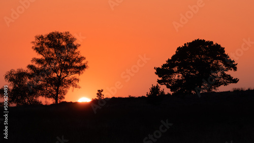 Firelike sunset behind a tree © hipproductions